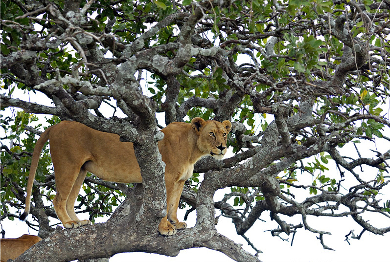 Lion-On-the-tree